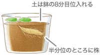 鉢に植える