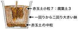 植え替え