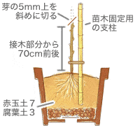 木が動かないように支柱をします