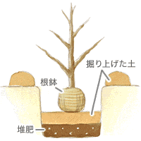 植え穴は根鉢の3倍ほどの大きさに掘り、堆肥を入れておきましょう