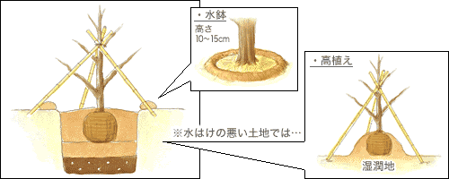 木が動かないように支柱をします