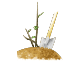 植え付け