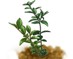 隣接して植える