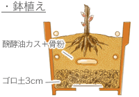 鉢植え
