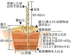 植え付け方