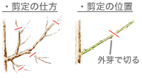 剪定の仕方