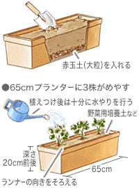 苗の植えつけ、肥料、水やり