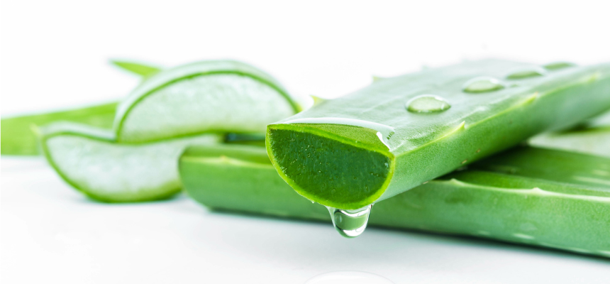 アロエの利用法
