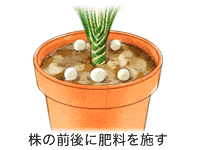 株の前後に肥料を施す