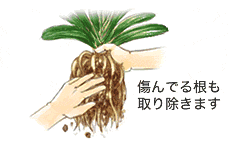 植え替え３