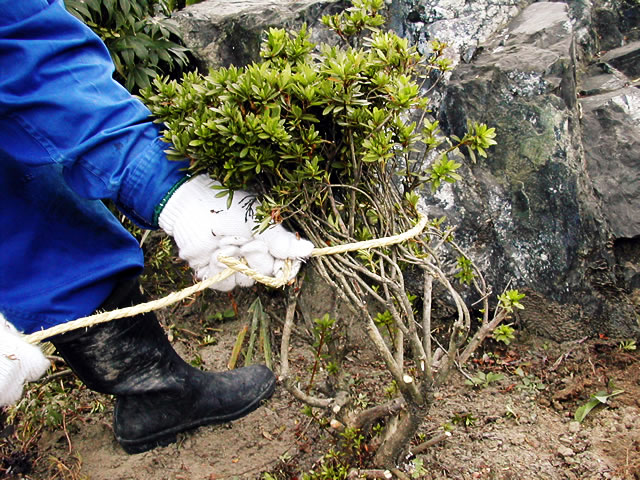 １．四方に広がる枝葉を、縄を使って軽く束ねます。