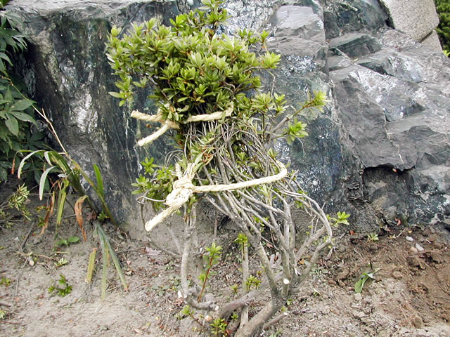 ２．高さがこの木くらいあれば、真ん中あたりと葉がついている先端に近い当たりの2ヵ所をまとめれば十分です。