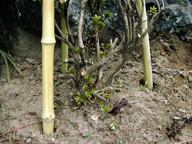 ３．白竹を正三角形の形（中央に囲む木がくるよう）に立てます。白竹は木の背丈の2倍の長さを使います。