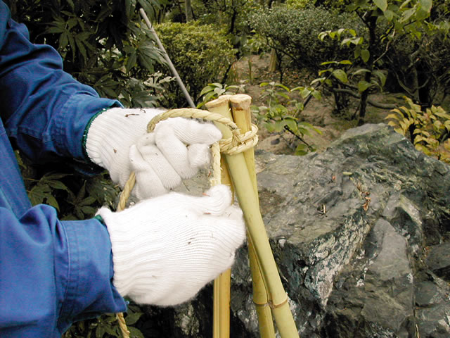 ５．中央に集めた白竹の先端を、玉縄でまとめて結びます。グラグラしないようにしっかりと締めましょう。