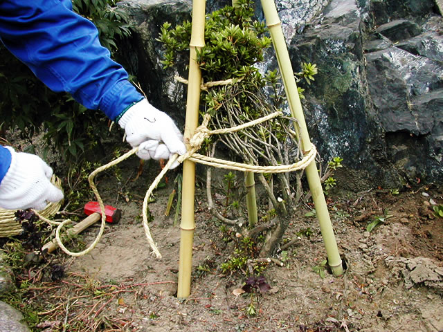 ６．立てた白竹同士を、玉縄でまとめます。1mの白竹であればバランスを見ながら3ヶ所くらい結びましょう。縄がずり落ちないように竹の節の部分で回すようにします。