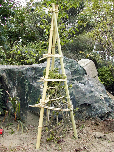 ７．完成。雪が降っても枝葉が折れるほどの被害が防げます。