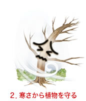 寒さから植物を守る