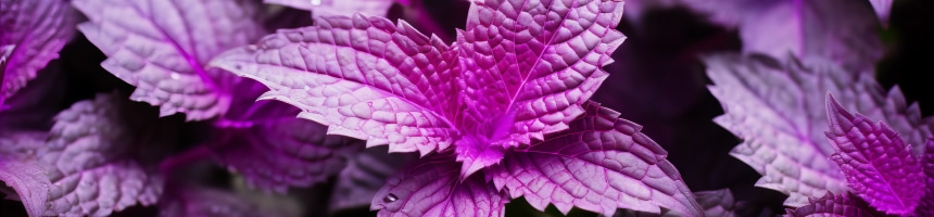 シソジュースの作り方