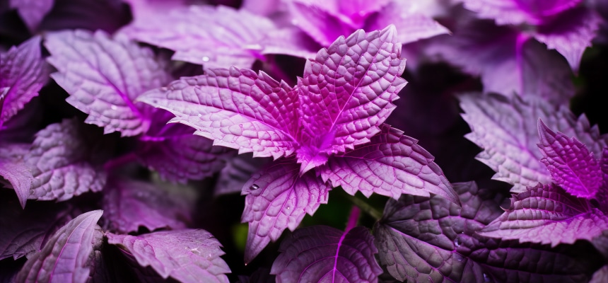 シソジュースの作り方