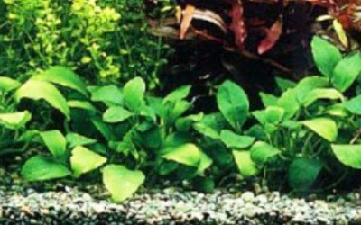 アヌビアス・ナナ