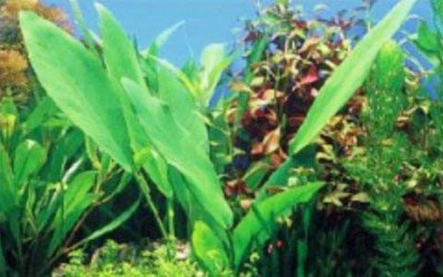 アマゾンソード