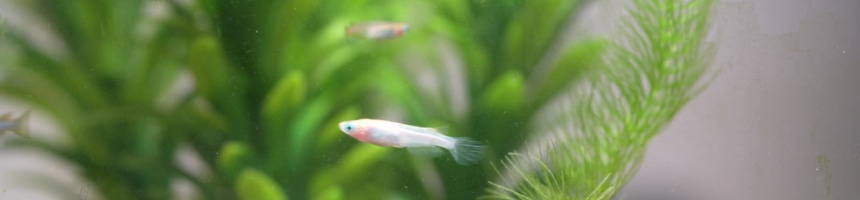 水草を楽しもう