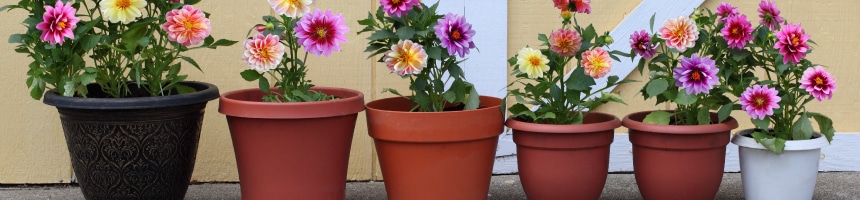 鉢花寄せ植え