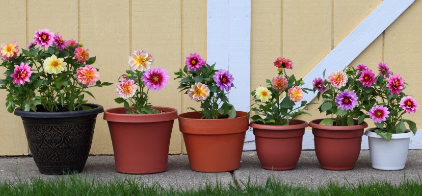 鉢花寄せ植え