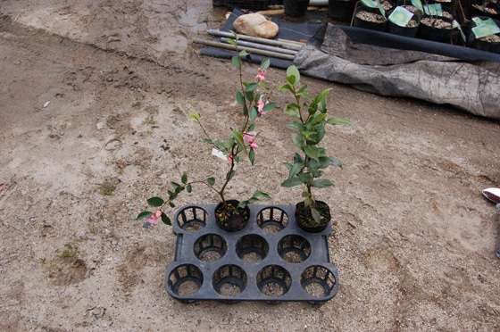 花木の植替え