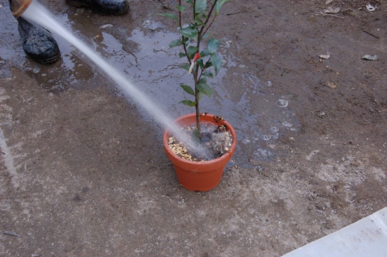 花木の植替え