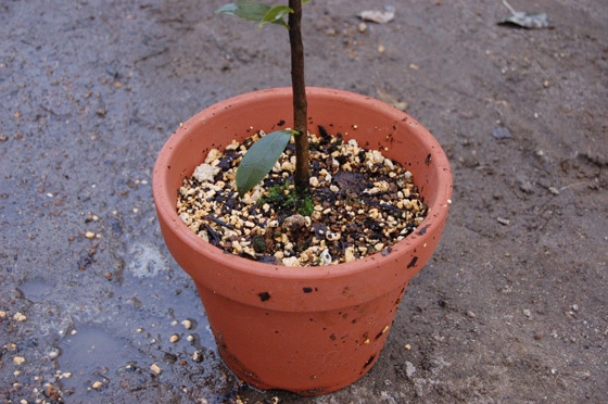花木の植替え