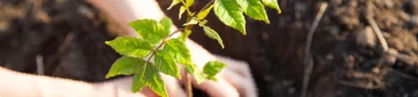 花木苗の植え替え