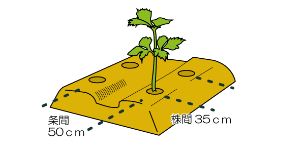 苗の植えつけ