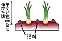 追肥