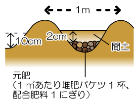 植付け1