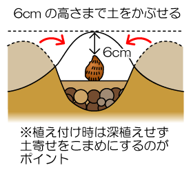 植付け2