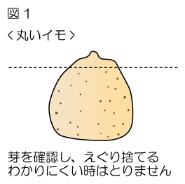 図1　丸いイモ