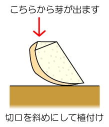 図1　丸いイモはここから芽が出る