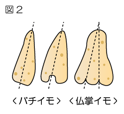 図2　バチイモ　仏掌イモ