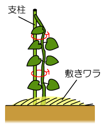 支柱立てと敷きワラ