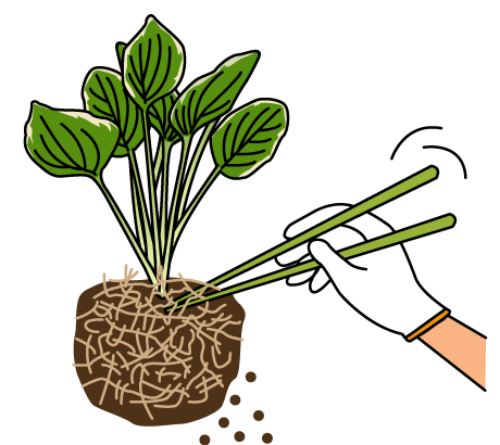 植え付け・株分け