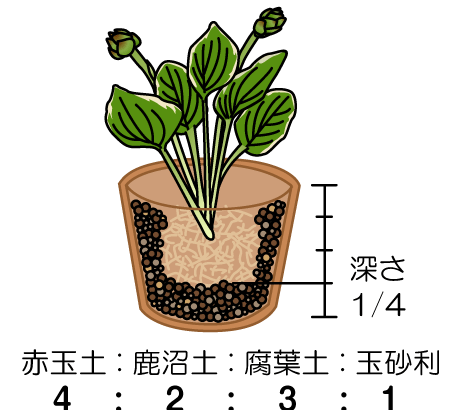 植え付け・株分け