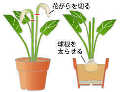 球根の保管方法・鉢植えの場合