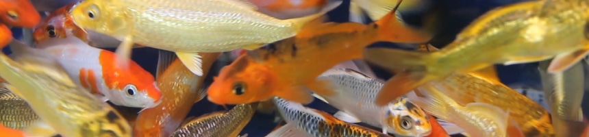 金魚の飼い方／水槽の準備