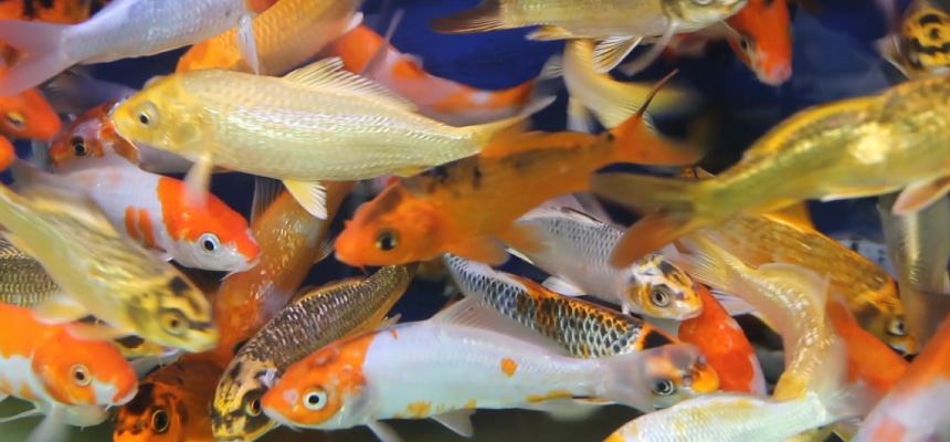 金魚の飼い方／水槽の準備
