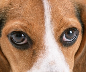 ワンちゃんの健康管理