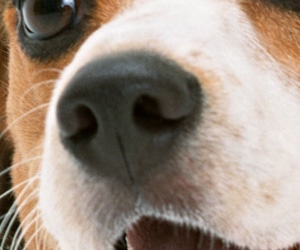 ワンちゃんの健康管理