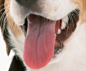 ワンちゃんの健康管理