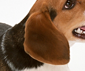 ワンちゃんの健康管理