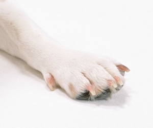 ワンちゃんの健康管理